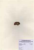 藏品(充滿耳殼藻)的圖片